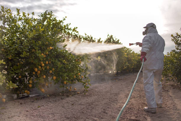 Best Affordable Pest Control Services  in Santa Ynez, CA