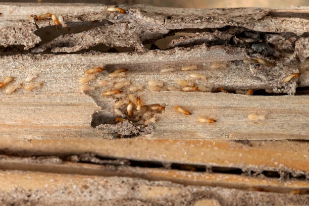 Best Pest Control for Homes  in Santa Ynez, CA