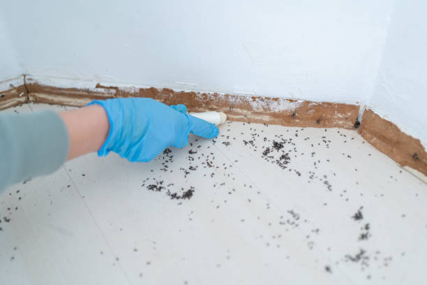 Best Ant Control Services  in Santa Ynez, CA